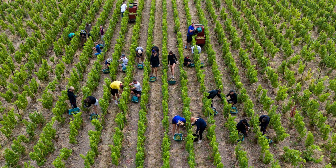 Champagne 2026 : face aux caprices du climat, la filière obtient le droit de commercialiser des cuvées dépassant 13 % d'alcool
